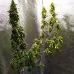Wedding Cake Auto Barneys Farm