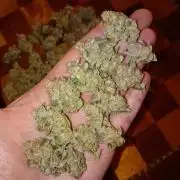 Green Gelato P#2 Royal Queen Seeds