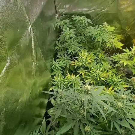 Apple Betty Auto Herbiesseeds