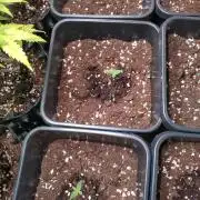 Grape Pop Rocks Auto Anesia Seeds