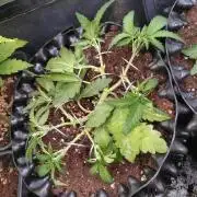 Cherry Cola RF3 Auto Fastbuds