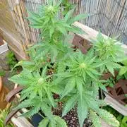 Outdoor Godfather OG Auto Zamnesia