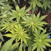 Banana Purple Punch Auto Fastbuds