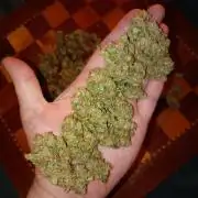 Euphoria Royal Queen Seeds