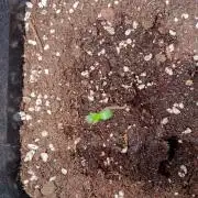 Banana Purple Punch Auto RF3 Fastbuds