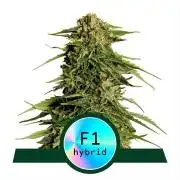 Epsilon F1 Royal Queen Seeds