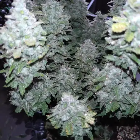 Guava Auto Fastbuds
