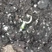 Cosmic Cheddar F1'26 Royal Queen Seeds