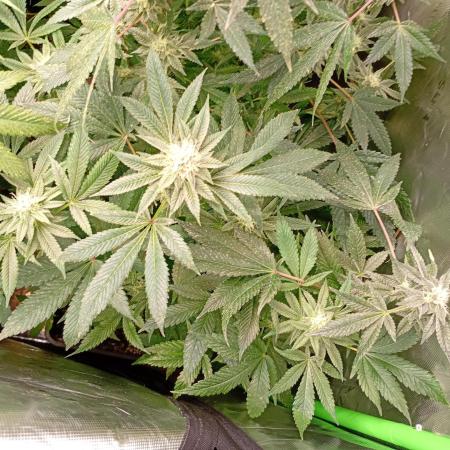 Lemonpaya Pheno #2 Fastbuds