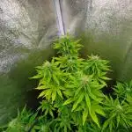 Gelonade Auto Zamnesia