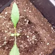 Green Gelato Auto RQS