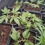 RF3 Auto Mixpack #1 Fastbuds