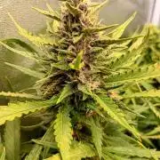 Purple Lemonade Auto RF3 Fastbuds