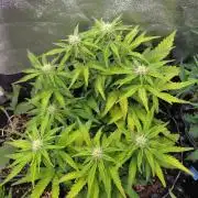 Cherry Cola RF3 Auto Fastbuds