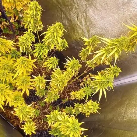 Grandmommy Purple Auto Herbiesseeds