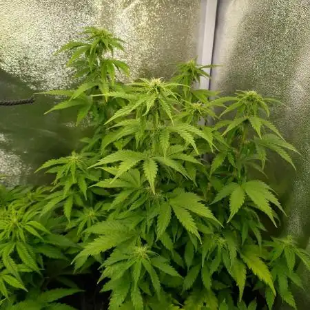 Gelonade Auto Zamnesia