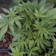 Purple Lemonade Auto RQS