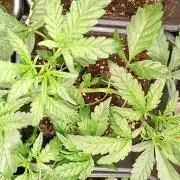 Green Gelato Auto RQS