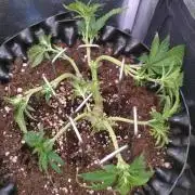 Sticky Broccoli Auto ZMA Eternity Cup'26