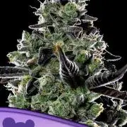 Violet Face Auto Anesia Seeds