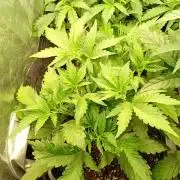 Purple Lemonade Auto RF3 Fastbuds