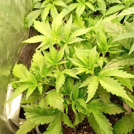 Purple Lemonade Auto RF3 Fastbuds