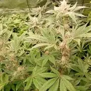 Orange Sherbet FF P#2 Fastbuds