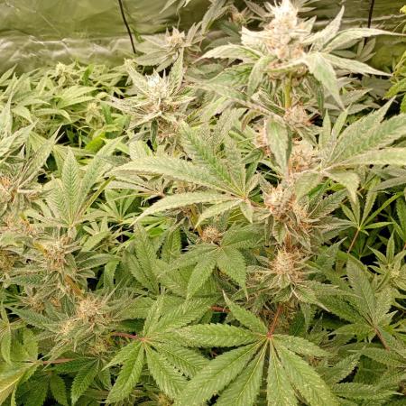 Orange Sherbet FF P#2 Fastbuds