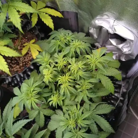 Green Gelato Auto RQS
