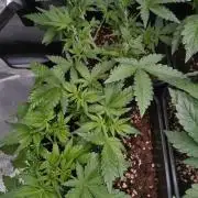 Cinderella Auto Fastbuds