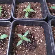 Cinderella Auto Fastbuds