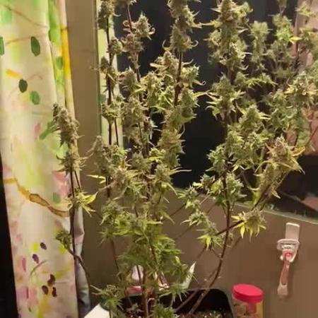 Bruce Banner #3 Auto Herbiesseeds