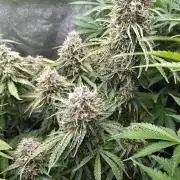 Hulkberry Auto RQS