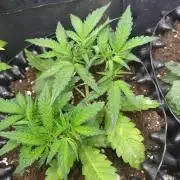 Cherry Cola RF3 Auto Fastbuds
