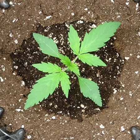 Permanent Marker Zamnesia