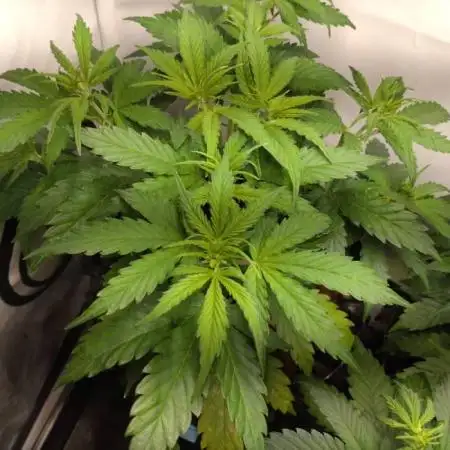 Cookies Gelato Auto RQS