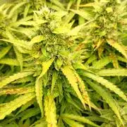 Glowberry Rush Auto Anesia Seeds