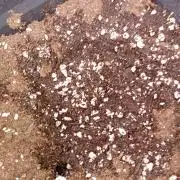 Glowberry Rush Auto Anesia Seeds
