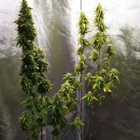 Wedding Cake Auto Barneys Farm