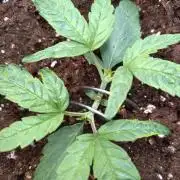 Thin Mint x Sour Pinot Auto Barneys Farm