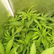 Glowberry Rush Auto Anesia Seeds