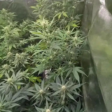 Apple Strudel Auto Fastbuds