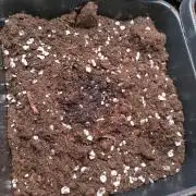 Strawberry Cheesecake Auto Barneys Farm