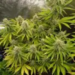 Green Gelato Auto RQS