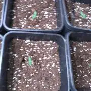 Cinderella Auto Fastbuds