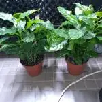 Coffee Arabica