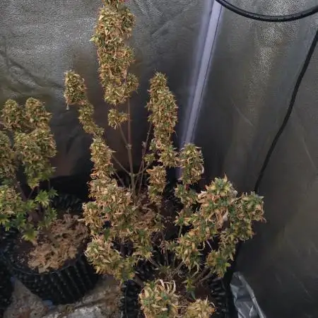 Grandmommy Purple Auto Herbiesseeds