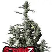 Gorilla Z Auto Fastbuds