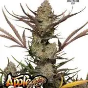 Apple Strudel Auto Fastbuds