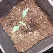 Mendo Cherry Cookies Auto Fastbuds